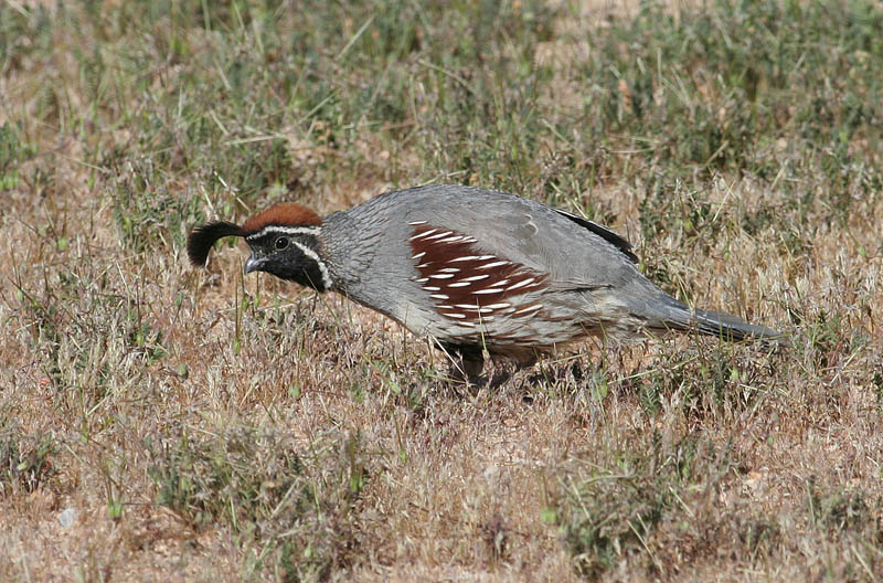 Gambel's Quail