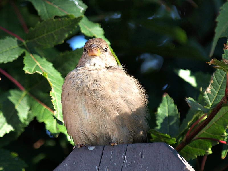 Baby Sparrow.jpg