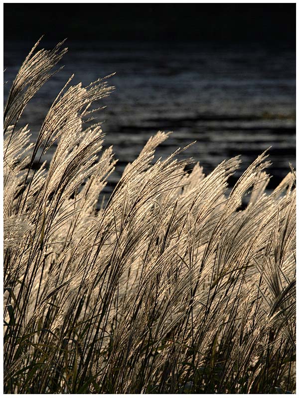 Tall Grass Along the Lake.jpg