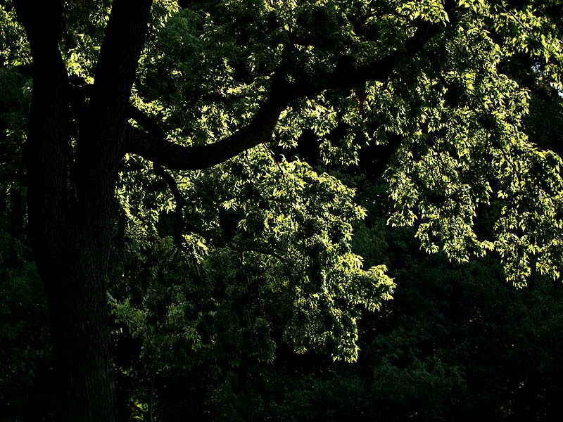 The Beauty of Trees 2.jpg