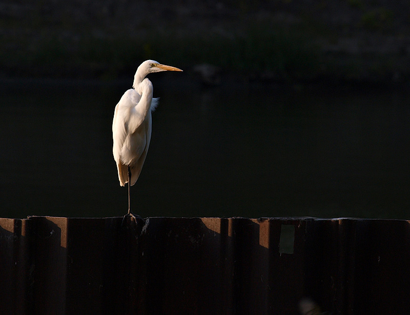 Egret and the Setting Sun.jpg