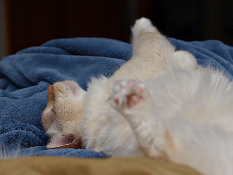 Milo Conked Out.jpg