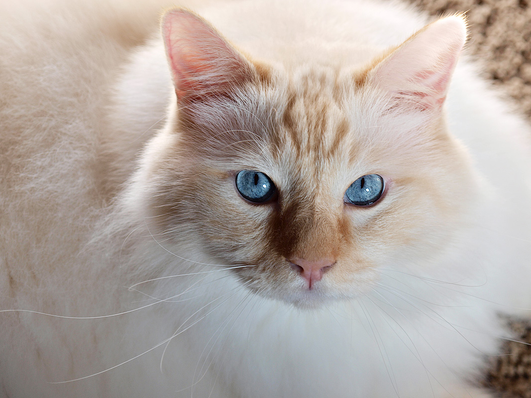 Milo-Mr Blue Eyes.jpg