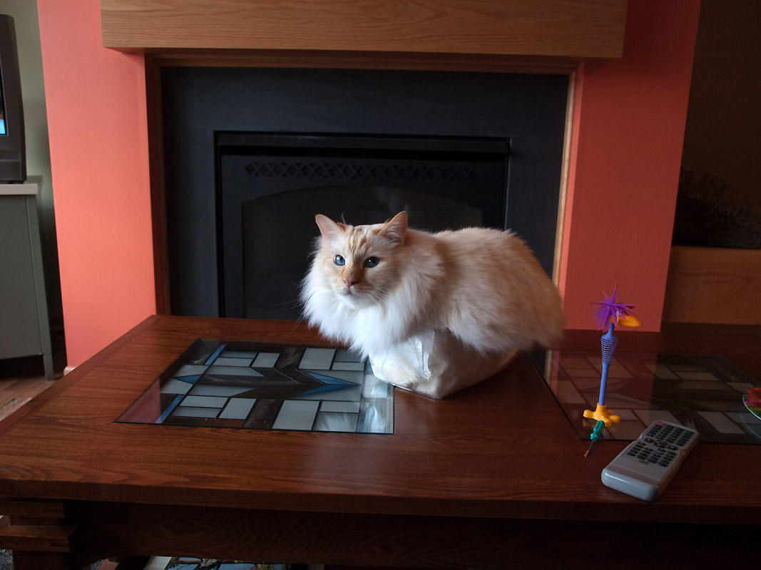 Cat in a Box Milo 4.jpg