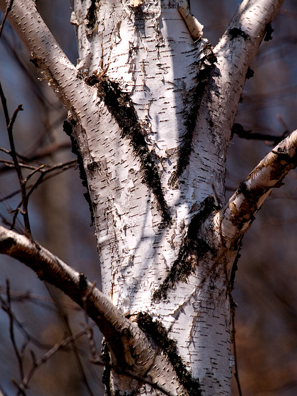 Birch Took a Few Lashes ro.jpg