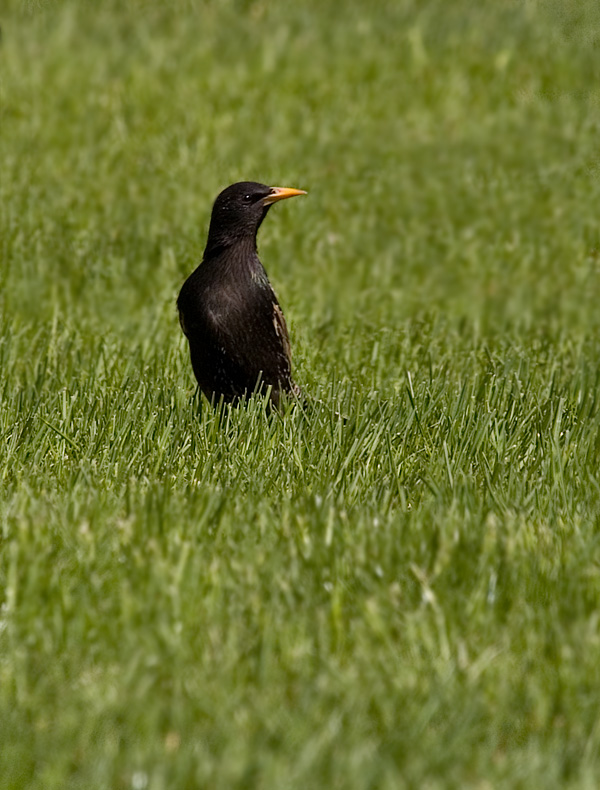 Starling .jpg