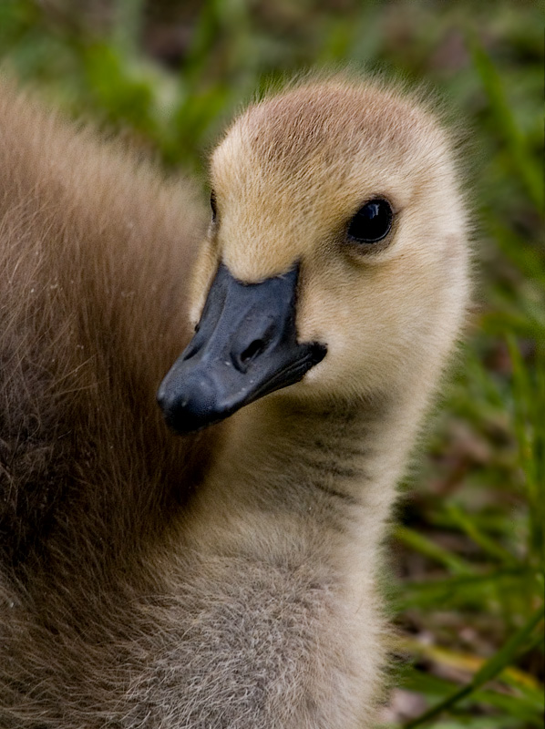 Goslings_3.jpg