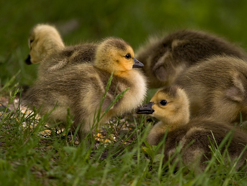 Goslings_29.jpg