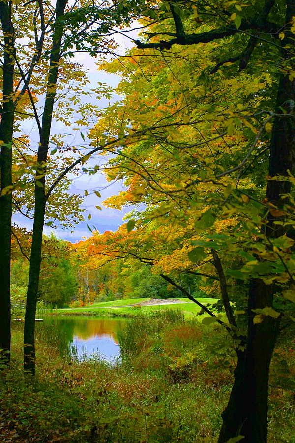 Vermont Foliage
