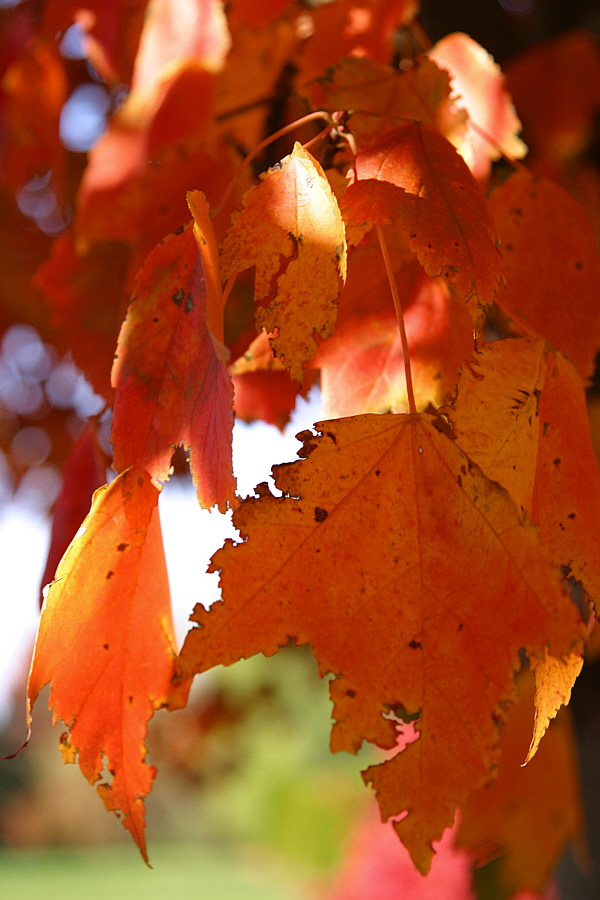 Autumn is a second Spring when every leaf is a flower