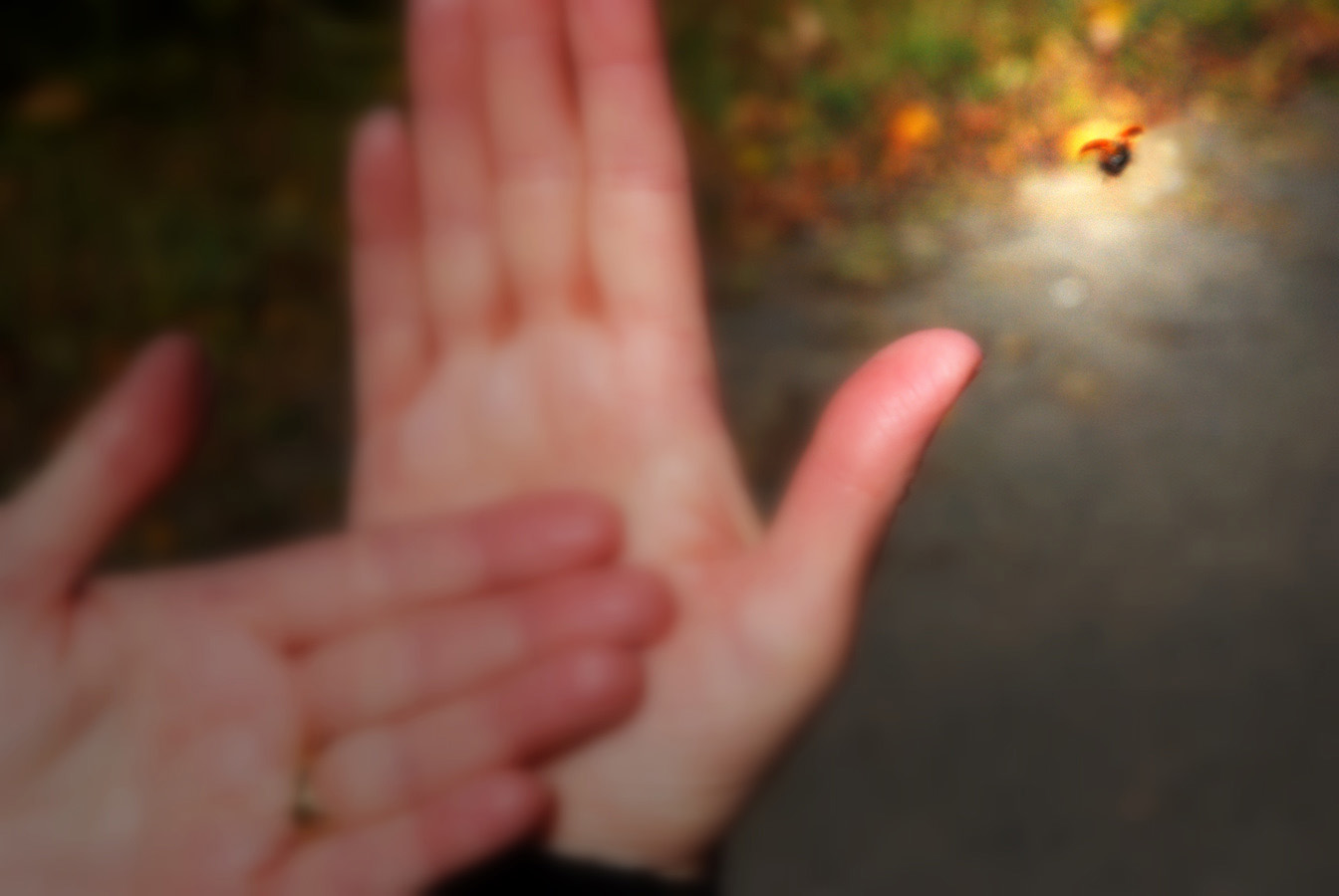 Aurevoir Coccinelle!!