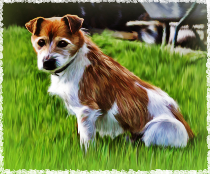 PhotographyBBDog.jpg