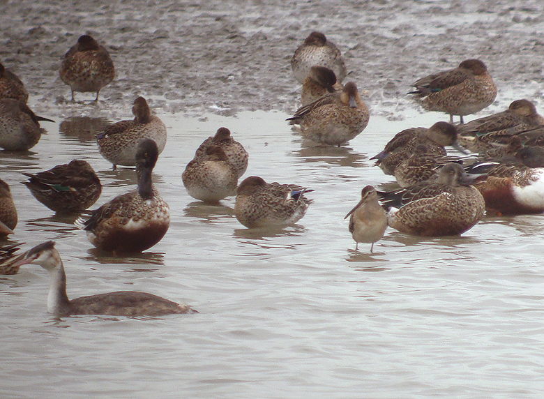 Grote grijze snip / Long-billed Dowitcher