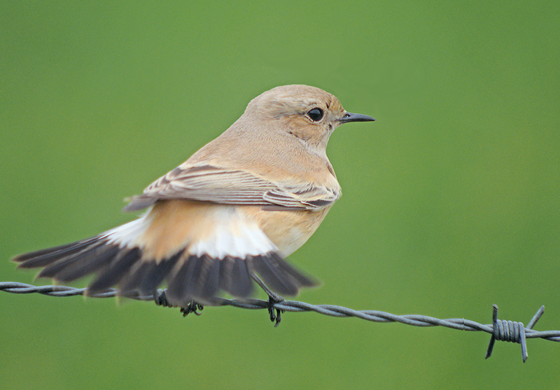 Woestijntapuit / Desert Wheatear