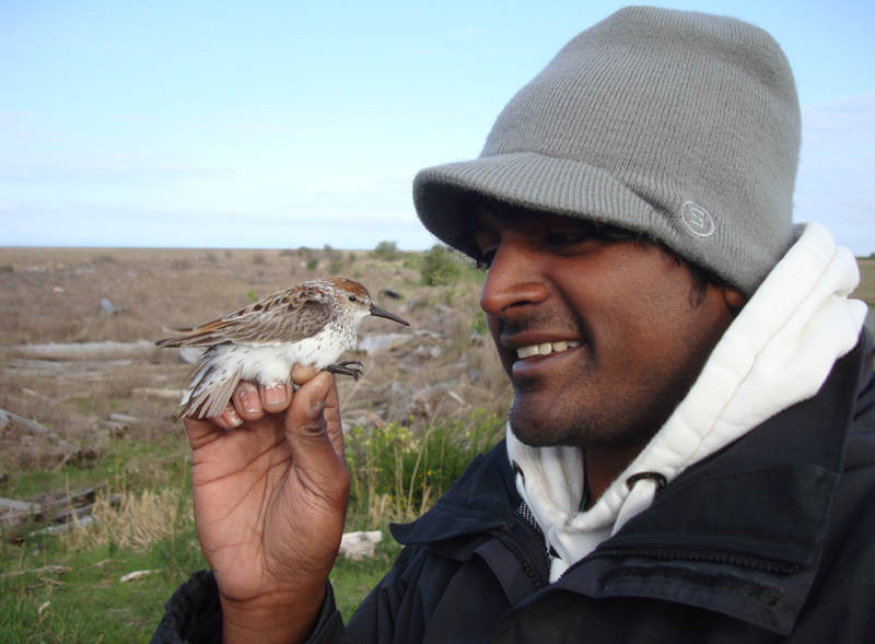 Western Sandpiper