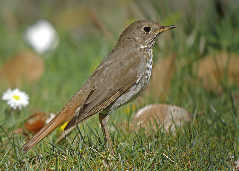 Hermit Thrush