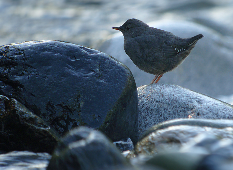 American Dipper