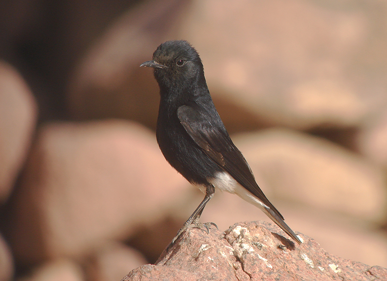 Witkruintapuit / White-crowned Wheatear