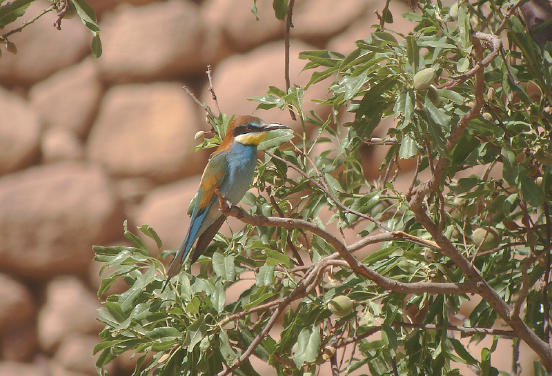Bijeneter / European Bee-eater