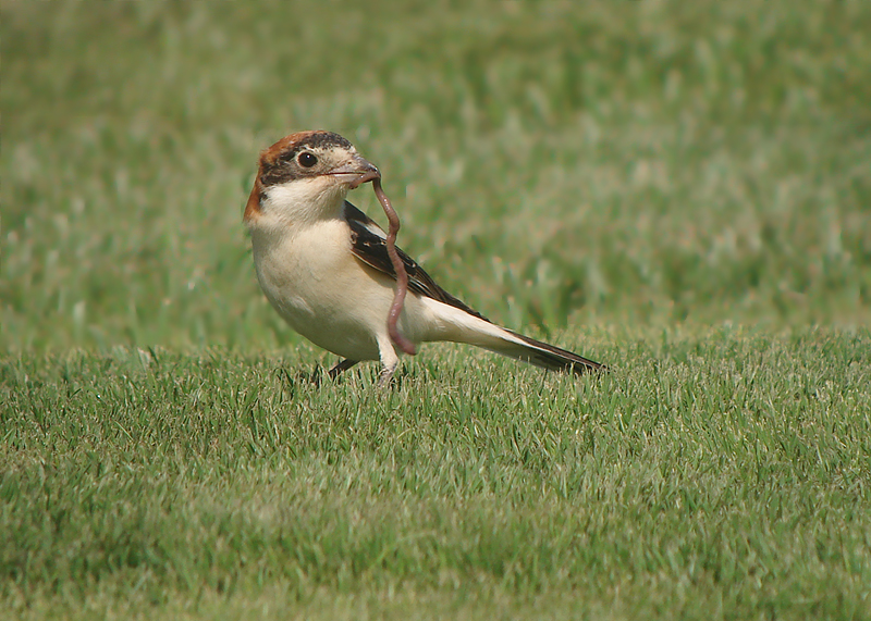 Roodkopklauwier / Woodchat Shrike