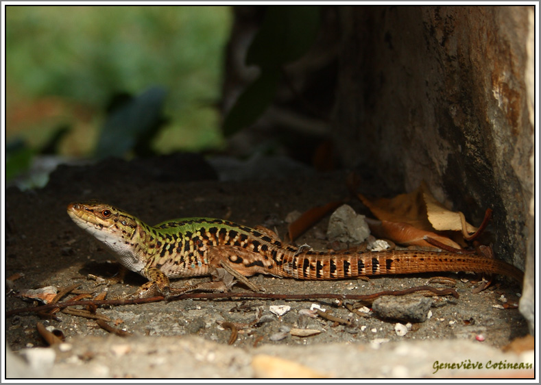 Lzard sicilien / Podarcis sicula / Lucertola campestre