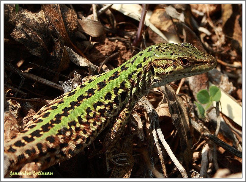 Lzard sicilien / Podarcis sicula