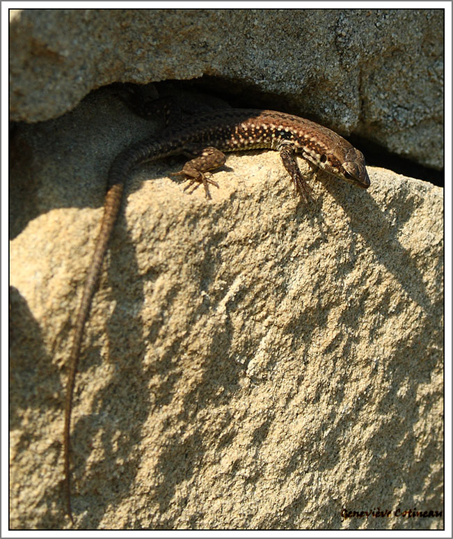 Lucertola
