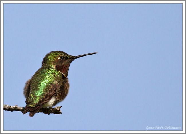 Colibri  gorge rubis (m) / Archilochus colubris