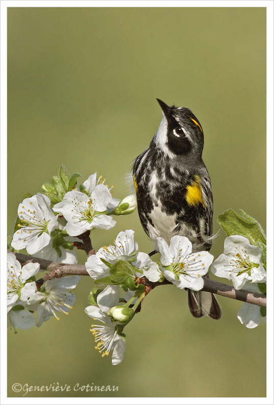 Paruline  croupion jaune (m) / Dendroica coronata