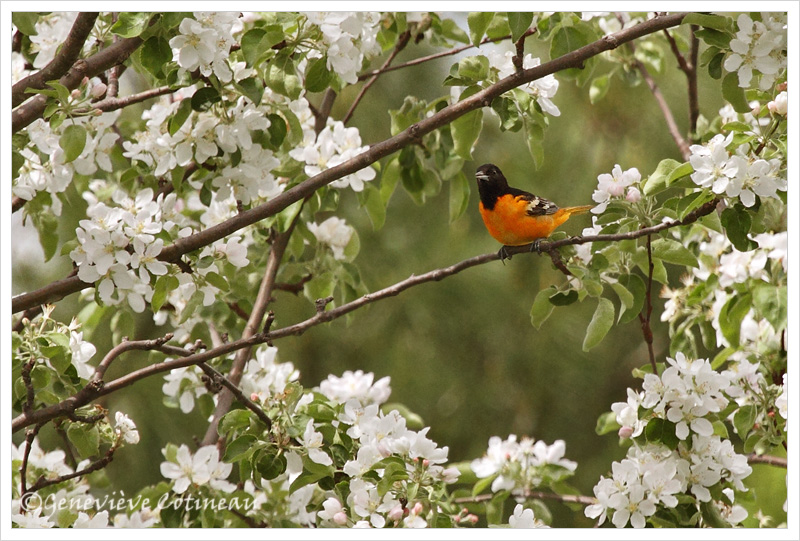 Oriole de Baltimore (m) /  Icterus galbula