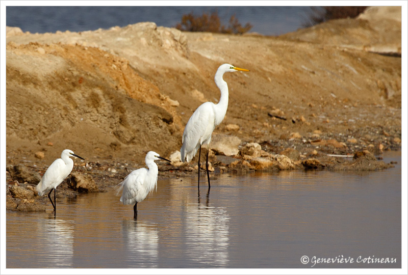 Aigrette garzette / Egretta garzetta //  Grande aigrette / Ardea alba