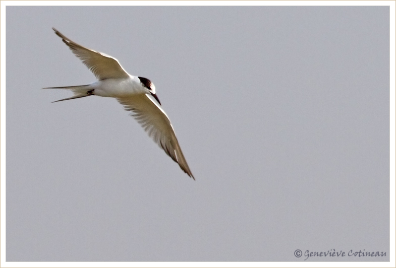 Sterne naine / Sternula albifrons