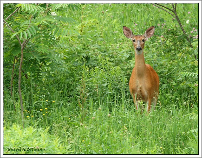 Cerf de Virginie / Odocoileus virginianus