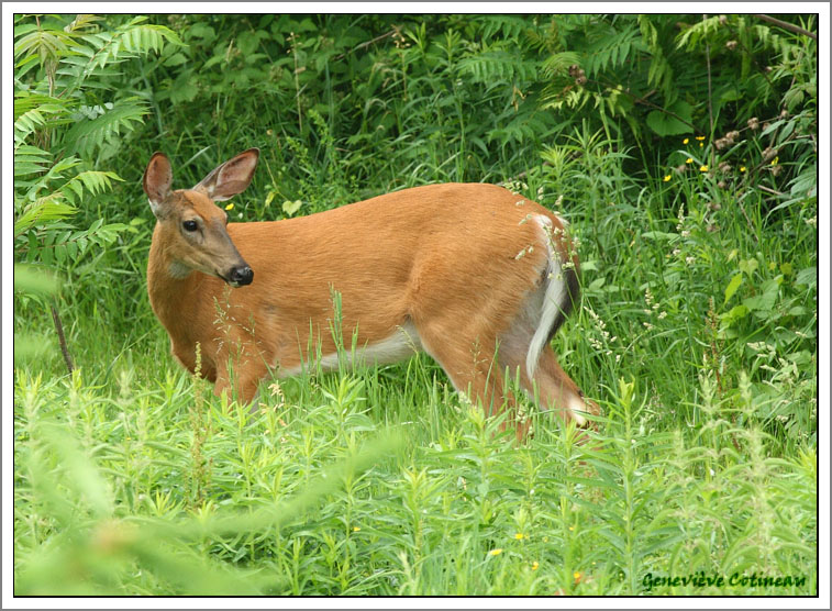 Cerf de Virginie / Odocoileus virginianus