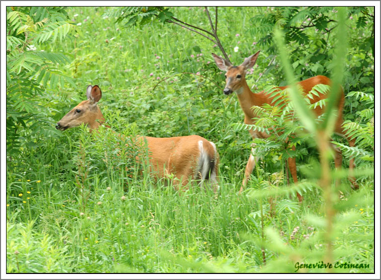 Cerf de Virginie / Odocoileus virginianus
