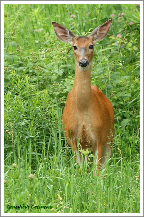 Cerf de Virginie / Odocoileus virginianus