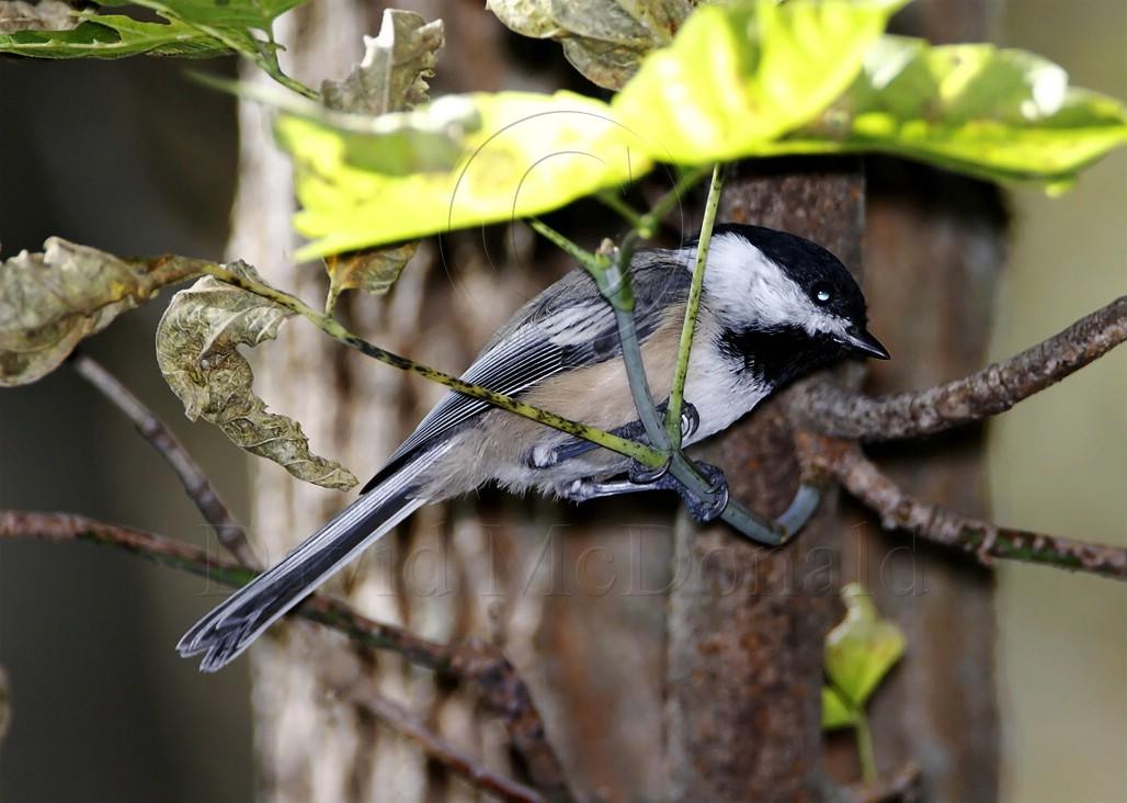Black-capped Chickadee_8135.jpg
