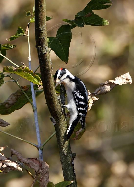 Downy Woodpecker - male_8452.jpg