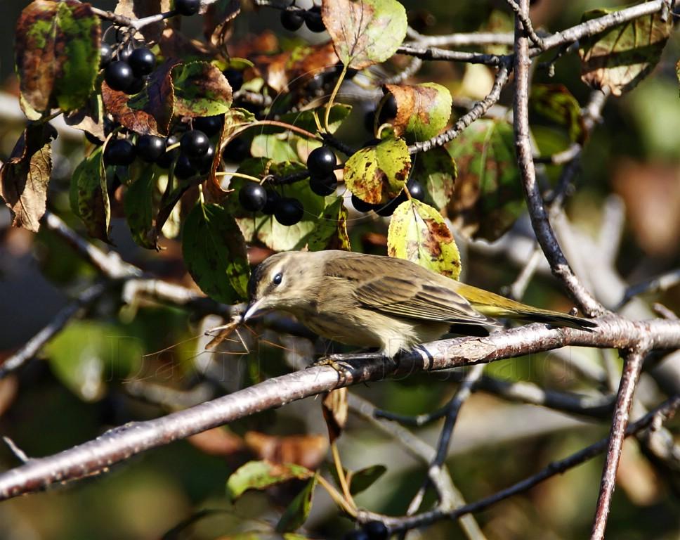 Palm Warbler_8368.jpg