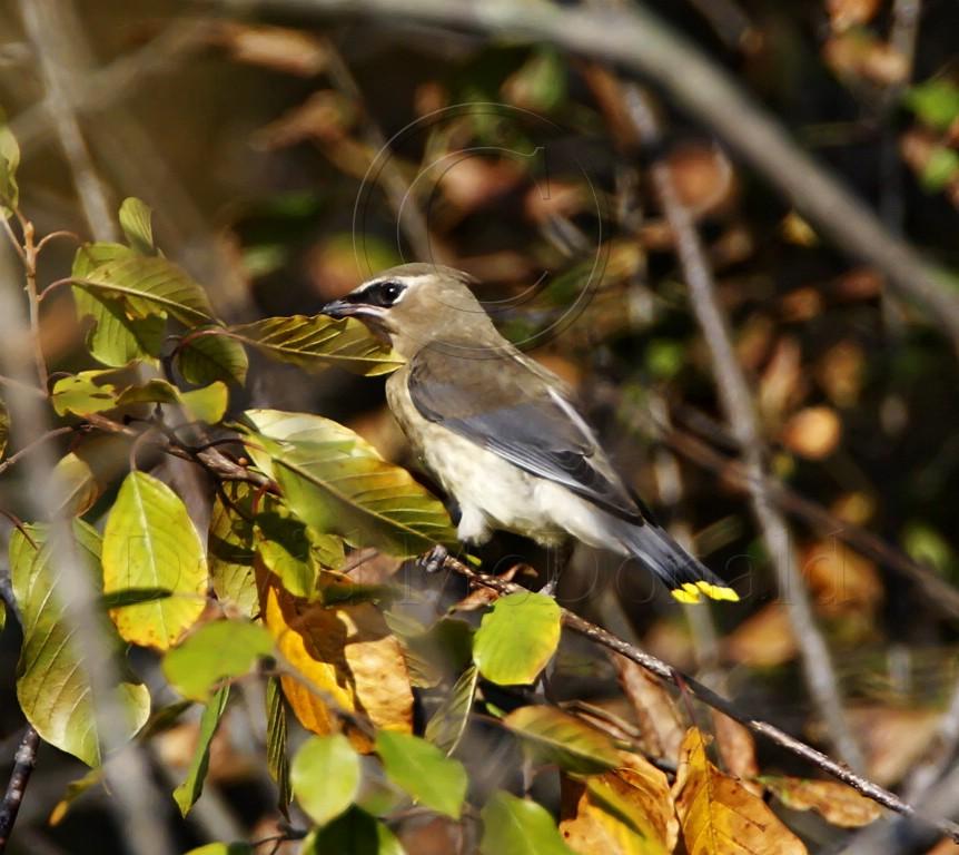 Cedar Waxwing - juvenile_8406.jpg