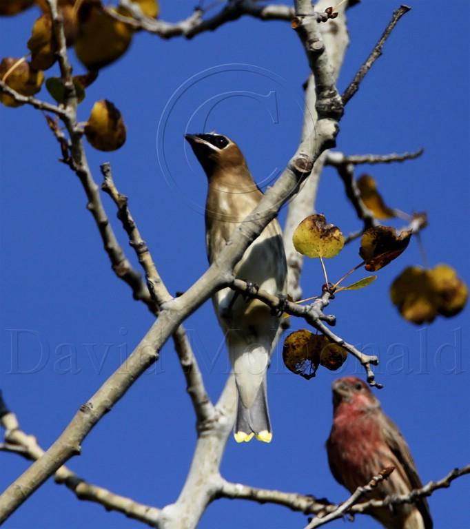 Cedar Waxwing - juvenile_8393.jpg