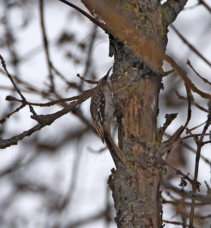 Brown Creeper_8196.jpg