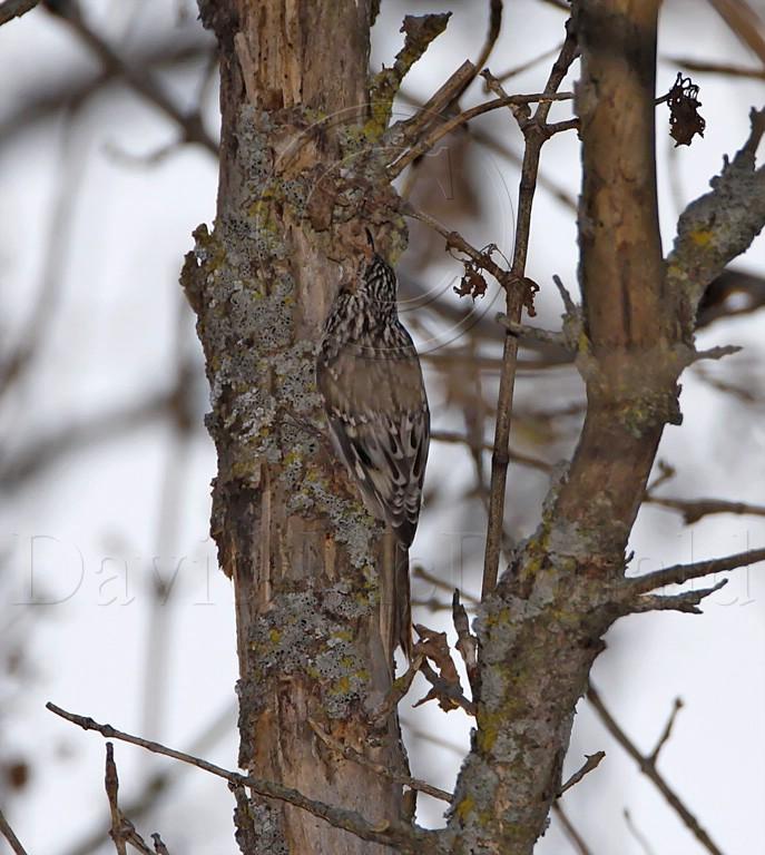 Brown Creeper_8193.jpg