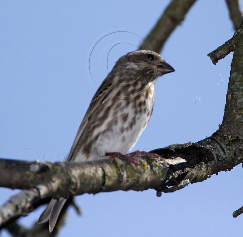 Purple Finch - female_8159.jpg