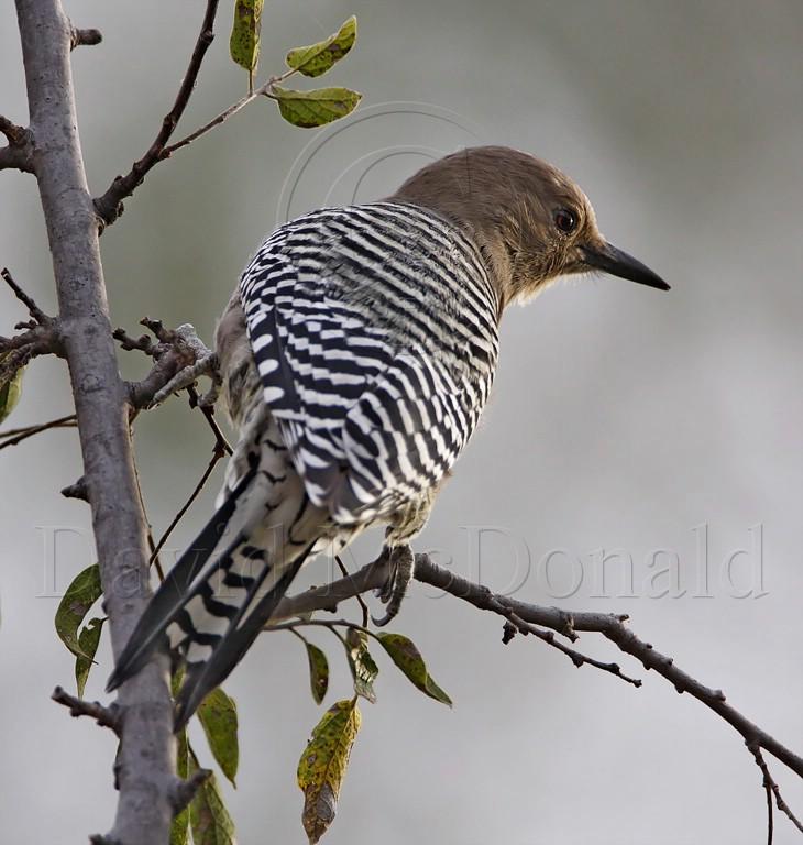 Gila Woodpecker - female_8706.jpg
