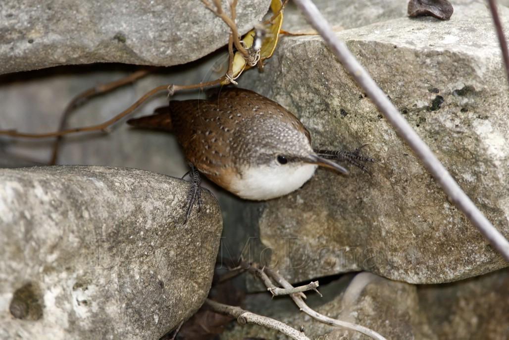 Canyon Wren_0228.jpg