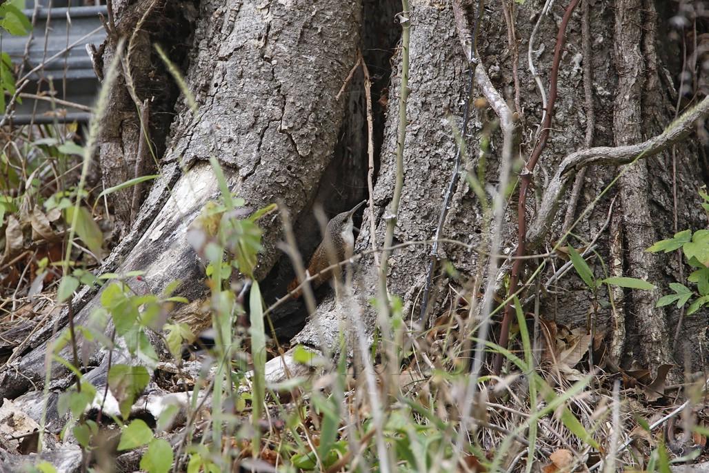 Canyon Wren_0356.jpg