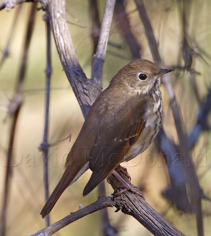 Hermit Thrush_0924.jpg