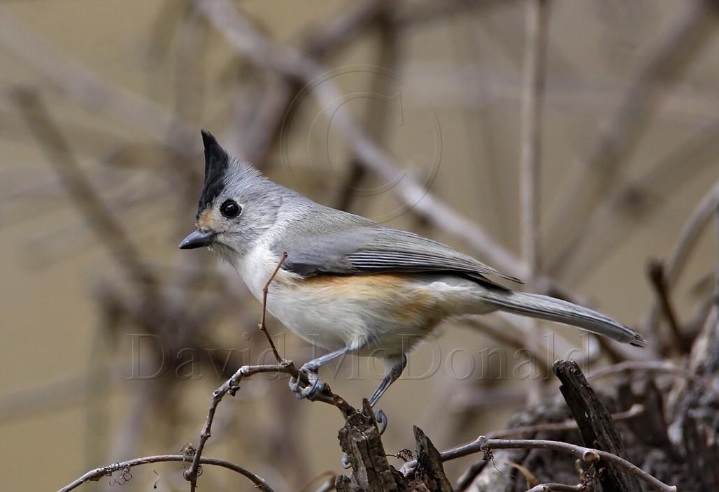 Black-crested Titmouse_0371.jpg