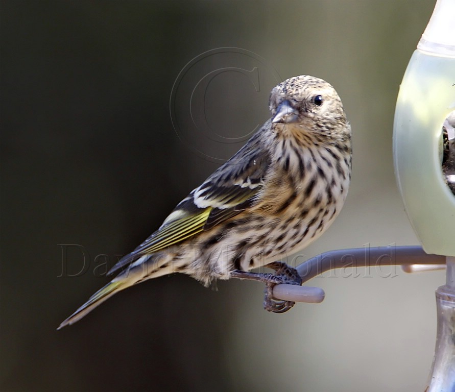 Pine Siskin_0988.jpg